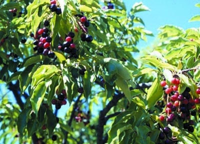 Prunus serotina