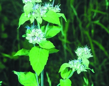 Pycnanthemum incanum