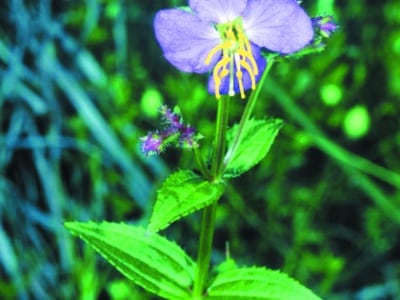 Rhexia virginica