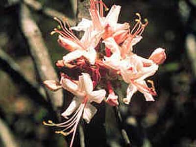 Rhododendron canescens