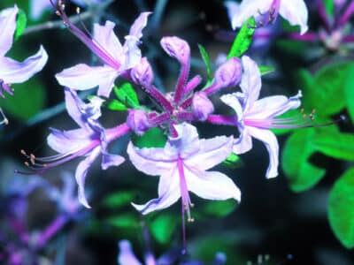 Rhododendron periclymenoides