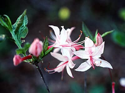 Rhododendron prinophyllum