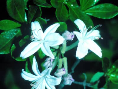 Rhododendron viscosum