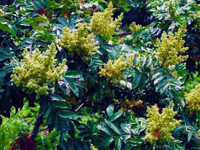 Rhus copallina