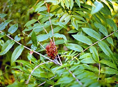 Rhus glabra