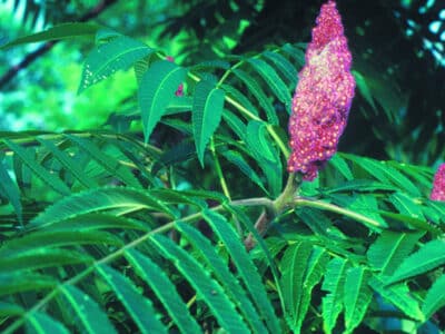 Rhus hirta