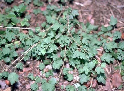 Ribes rotundifolium