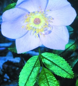 Rosa carolina