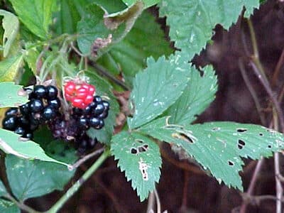 Rubus allegheniensis