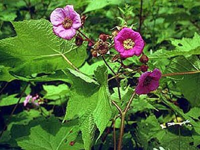 Rubus odoratus