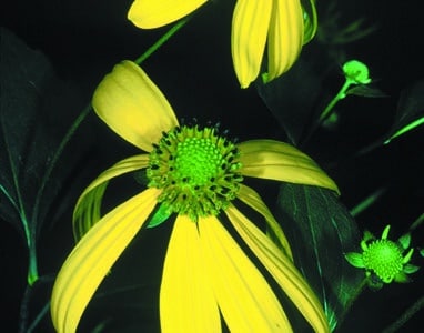 Rudbeckia laciniata