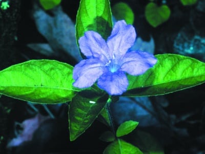 Ruellia caroliniensis