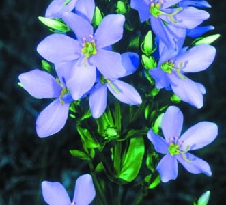 Sabatia angularis