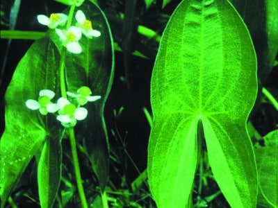 Sagittaria latifolia