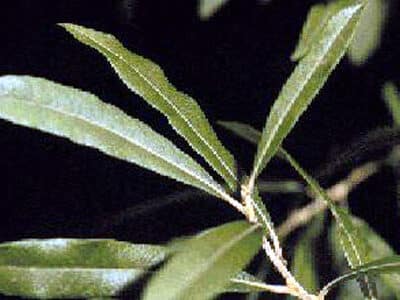 Salix humilis