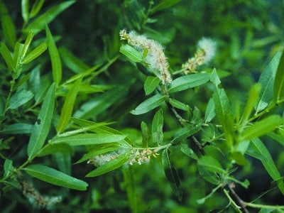 Salix nigra