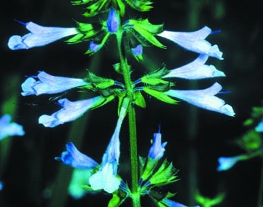 Salvia lyrata