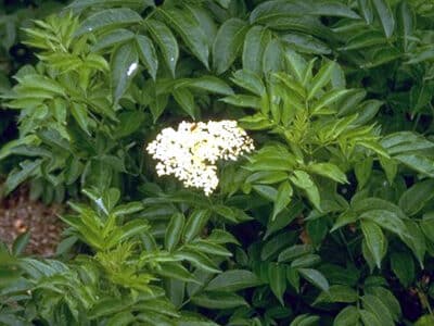 Sambucus nigra ssp. canadensis