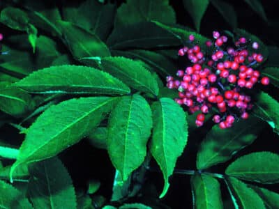 Sambucus racemosa var. racemosa