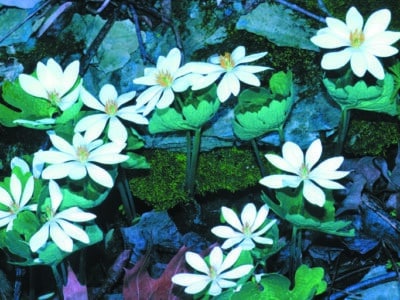 Sanguinaria canadensis