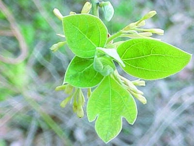 Sassafras albidum