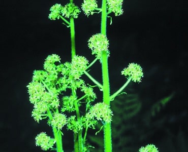 Saxifraga pensylvanica