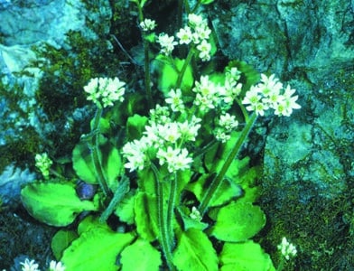 Saxifraga virginiensis