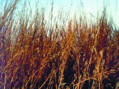 Schizachyrium scoparium