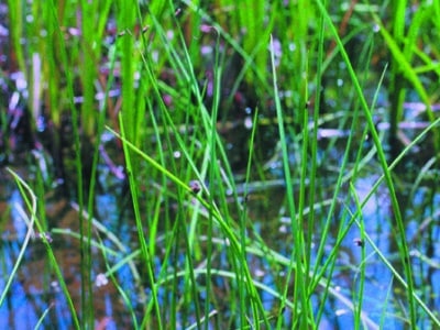 Schoenoplectus pungens var. pungens