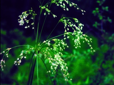 Scirpus cyperinus