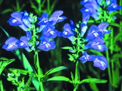 Scutellaria integrifolia