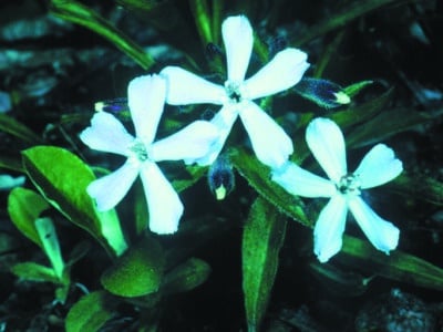 Silene caroliniana