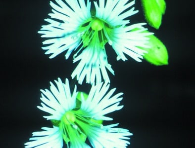 Silene stellata