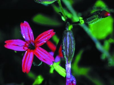 Silene virginica