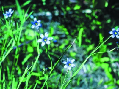 Sisyrinchium angustifolium