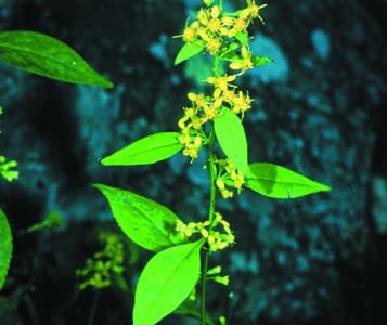 Solidago flexicaulis