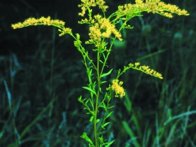 Solidago juncea