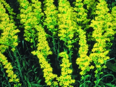 Solidago nemoralis