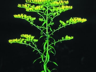 Solidago odora