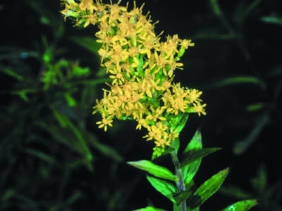 Solidago rugosa