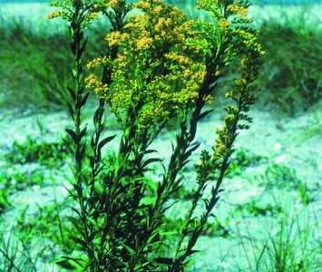 Solidago sempervirens