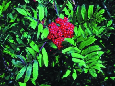 Sorbus americana