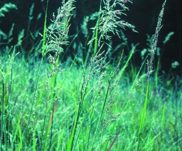 Sorghastrum nutans