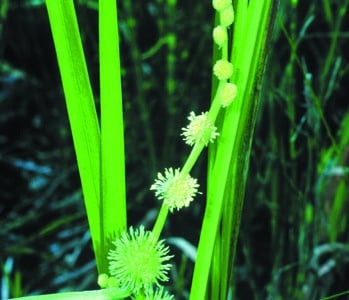 Sparganium americanum