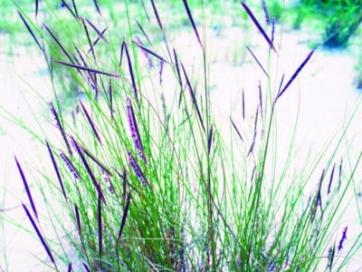 Spartina patens