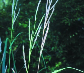 Spartina pectinata