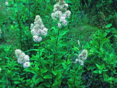 Spiraea alba var. latifolia