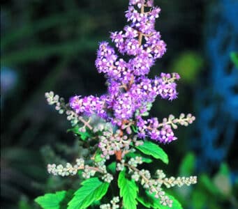 Spiraea tomentosa