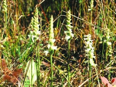 Spiranthes cernua