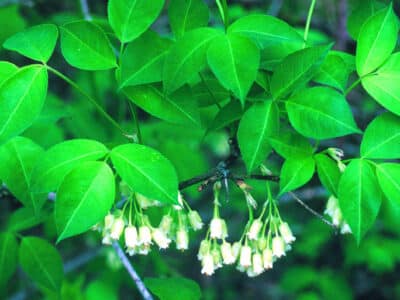 Staphylea trifolia